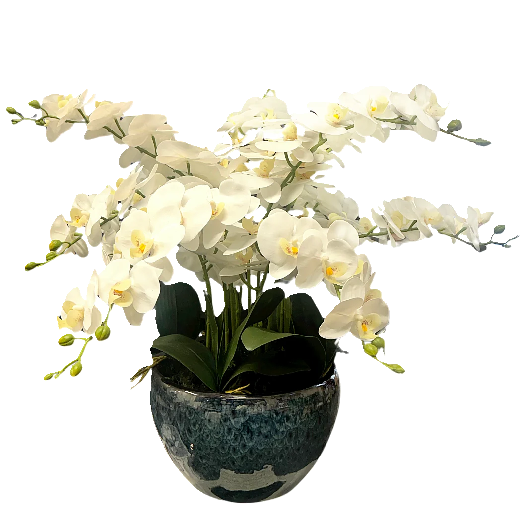 12 Stems 65cm Orchid - White With Yellow Pistil